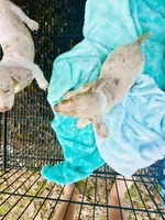 Stunning males, a male Miniature Dachshund for sale in Lake City, FL – Photo 9 of 10