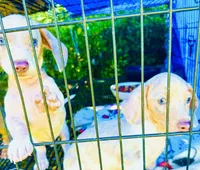 Stunning males, a male Miniature Dachshund for sale in Lake City, FL – Photo 10 of 10