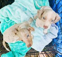 Stunning males, a male Miniature Dachshund for sale in Lake City, FL – Photo 7 of 10