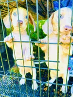 Stunning males, a male Miniature Dachshund for sale in Lake City, FL – Photo 8 of 10