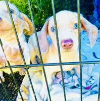 Stunning males, a male Miniature Dachshund for sale in Lake City, FL – Photo 3 of 10