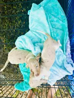 Stunning males, a male Miniature Dachshund for sale in Lake City, FL – Photo 2 of 10