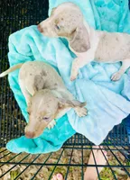 Stunning males, a male Miniature Dachshund for sale in Lake City, FL – Photo 6 of 10