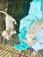 Stunning males, a male Miniature Dachshund for sale in Lake City, FL – Photo 5 of 10