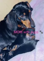 Watermelon 🍉 , a male Miniature Dachshund for sale in Sarasota, FL – 5 of 10