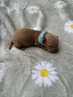 Cheezit, a male Miniature Dachshund for sale in Lake City, FL – 9 of 10