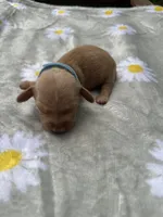 Cheezit, a male Miniature Dachshund for sale in Lake City, FL – 6 of 10