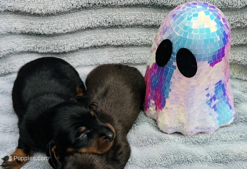 Stormy – Miniature Dachshund puppy for sale in Sarasota, FL