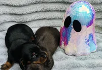 Stormy, a male Miniature Dachshund for sale in Sarasota, FL – 1 of 9