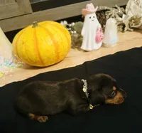 Maleficent, a female Miniature Dachshund for sale in Sarasota, FL – 6 of 10