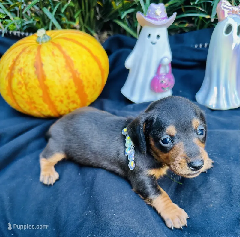 Maleficent – Miniature Dachshund puppy for sale in Tampa, FL