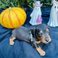 Maleficent, a female Miniature Dachshund for sale in Tampa, FL – 1 of 10