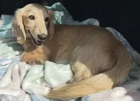 Cappuccino, a male Miniature Dachshund for sale in Lake City, FL – 5 of 8