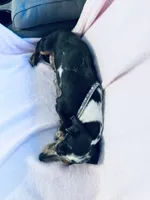 Rhinestone , a female Miniature Dachshund for sale in Lake City, FL – Photo 8 of 9