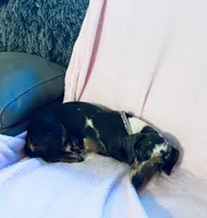 Rhinestone , a female Miniature Dachshund for sale in Lake City, FL – Photo 7 of 9