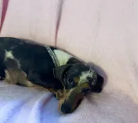 Rhinestone , a female Miniature Dachshund for sale in Lake City, FL – Photo 3 of 9