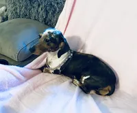 Rhinestone , a female Miniature Dachshund for sale in Lake City, FL – Photo 6 of 9