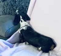 Rhinestone , a female Miniature Dachshund for sale in Lake City, FL – Photo 4 of 9