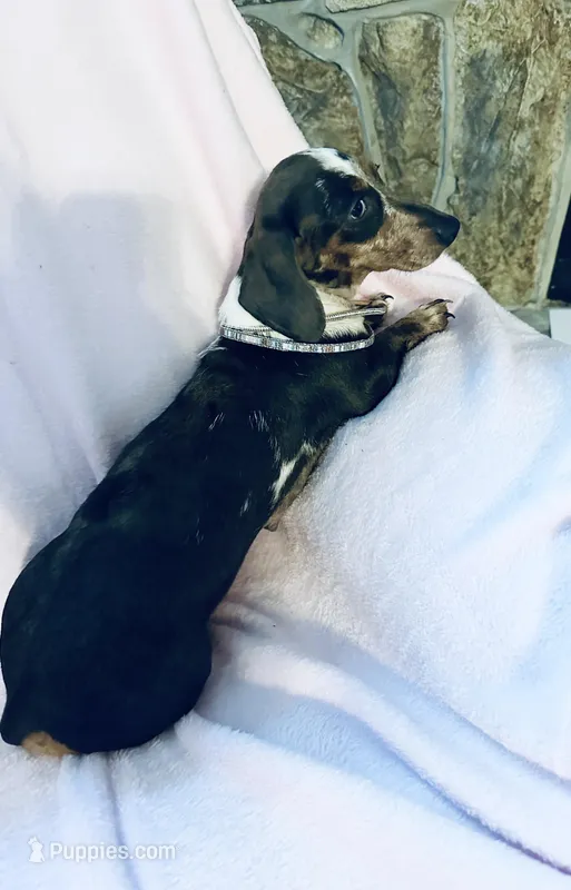 Rhinestone  – Miniature Dachshund puppy for sale in Lake City, FL