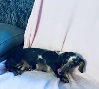 Rhinestone , a female Miniature Dachshund for sale in Lake City, FL – Photo 2 of 9