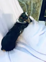 Rhinestone , a female Miniature Dachshund for sale in Lake City, FL – Photo 9 of 9