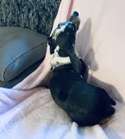 Rhinestone , a female Miniature Dachshund for sale in Lake City, FL – Photo 5 of 9