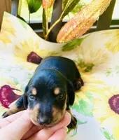Stormy, a male Miniature Dachshund for sale in Sarasota, FL – 2 of 9