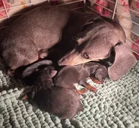 Mercedes, a female Miniature Dachshund for sale in Sarasota, FL – 2 of 10