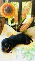 Stormy, a male Miniature Dachshund for sale in Sarasota, FL – 6 of 9