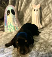 Watermelon 🍉 , a male Miniature Dachshund for sale in Sarasota, FL – 3 of 10