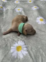 Cappuccino, a male Miniature Dachshund for sale in Lake City, FL – 8 of 8