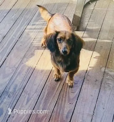 Mocha  – Miniature Dachshund puppy for sale in Lake City, FL