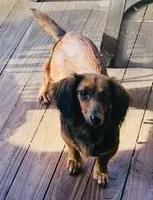 Mocha , a female Miniature Dachshund for sale in Lake City, FL – Photo 3 of 3