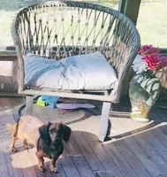 Mocha , a female Miniature Dachshund for sale in Lake City, FL – Photo 2 of 3