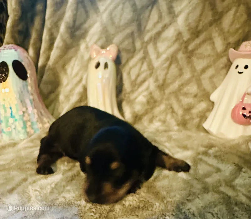 Watermelon 🍉  – Miniature Dachshund puppy for sale in Sarasota, FL