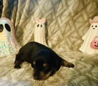 Watermelon 🍉 , a male Miniature Dachshund for sale in Sarasota, FL – 1 of 10
