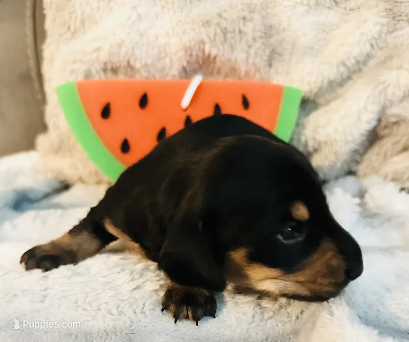Watermelon 🍉  – Miniature Dachshund puppy for sale in Sarasota, FL