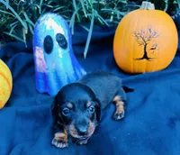 Stormy, a male Miniature Dachshund for sale in Tampa, FL – 5 of 10