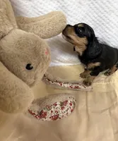 Tot, a male Miniature Dachshund for sale in Lake City, FL – Photo 3 of 10