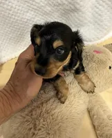 Tot, a male Miniature Dachshund for sale in Lake City, FL – Photo 7 of 10