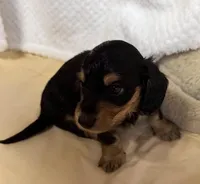 Tot, a male Miniature Dachshund for sale in Lake City, FL – Photo 2 of 10