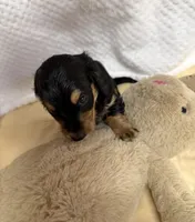Tot, a male Miniature Dachshund for sale in Lake City, FL – Photo 6 of 10