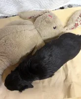 Tot, a male Miniature Dachshund for sale in Lake City, FL – Photo 8 of 10