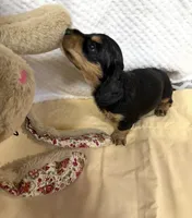 Tot, a male Miniature Dachshund for sale in Lake City, FL – Photo 4 of 10