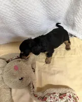 Tot, a male Miniature Dachshund for sale in Lake City, FL – Photo 5 of 10