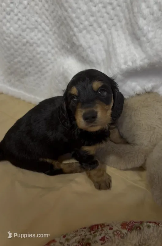 Tot – Miniature Dachshund puppy for sale in Lake City, FL