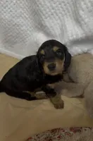 Tot, a male Miniature Dachshund for sale in Lake City, FL – Photo 1 of 10