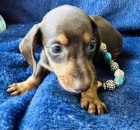 Boots, a male Miniature Dachshund for sale in Lake City, FL – Photo 7 of 10