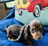Boots, a male Miniature Dachshund for sale in Lake City, FL – Photo 2 of 10
