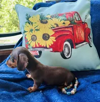 Boots, a male Miniature Dachshund for sale in Lake City, FL – Photo 10 of 10